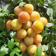 Prunus salicina 'Shiro': Bild 5/7