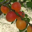Prunus armeniaca 'Tiroler Spätblühende': Bild 2/2