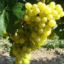 Vitis vinifera 'Orion' - Weinrebe
