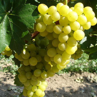 Vitis vinifera 'Orion'