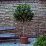 Ilex 'Nellie R. Stevens' - Stechpalme