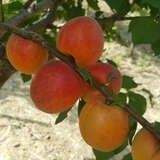 Prunus armeniaca 'Tiroler Spätblühende' - Marille