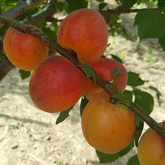 Prunus armeniaca 'Tiroler Spätblühende'