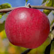 Malus domestica 'Jonathan': Bild 1/3