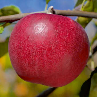 Malus domestica 'Jonathan'