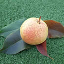 Pyrus pyrifolia 'Pingo Li' - Nashi-Birne