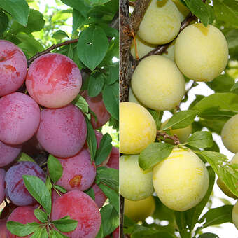 Prunus salicina 'Shiro'