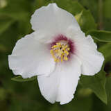 Philadelphus 'Belle Etoile' - Pfeifenstrauch, Falscher Jasmin