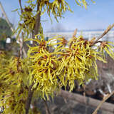 Hamamelis intermedia 'Arnold Promise' - Zaubernuss