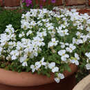 Aubrieta 'Fiona' - Blaukissen