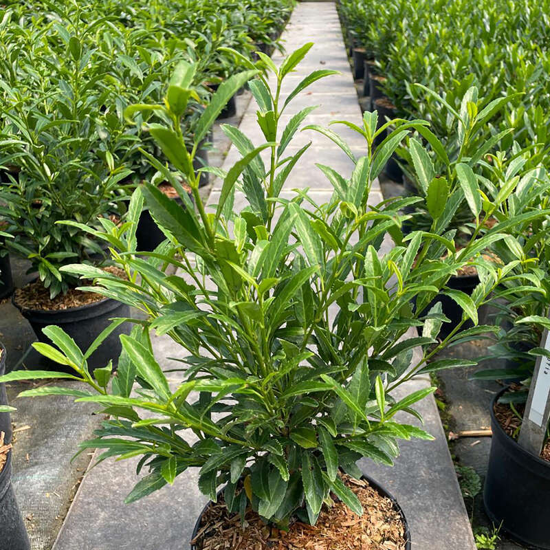 Kirschlorbeer - Prunus laurocerasus 'Sofia' - wei