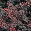 Berberis thunb. 'Dart's Red Lady': Bild 1/2