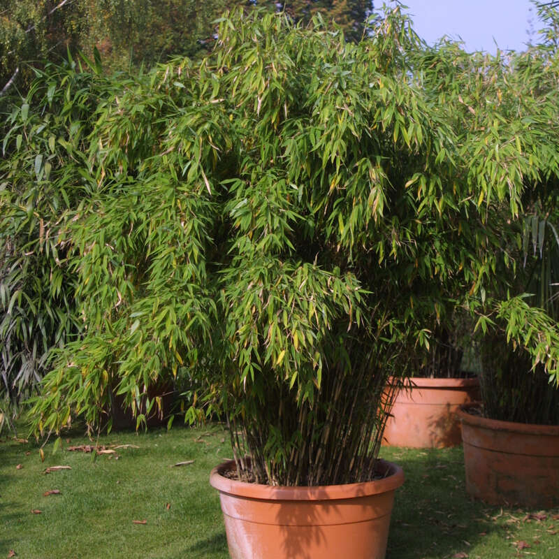 Schirmbambus - Fargesia nitida 'Black Pearl' - grn