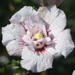Hibiscus syriacus 'China Chiffon': Bild 2/3