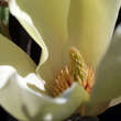 Magnolia 'Yellow Lantern': Bild 2/3