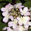 Viburnum plicatum 'Pink Beauty': Bild 1/2
