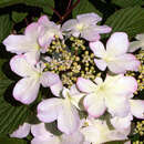 Rosa Etagenschneeball - Viburnum plicatum 'Pink Beauty'