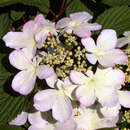 Viburnum plicatum 'Pink Beauty' - Rosa Etagenschneeball