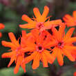 Lychnis arkwrightii 'Vesuvius': Bild 2/3