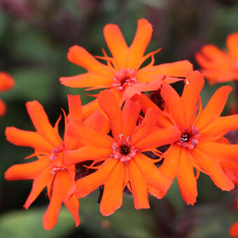 Lychnis arkwrightii 'Vesuvius'