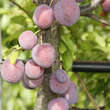 Prunus salicina 'Oblinaja': Bild 3/4