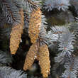 Picea pungens 'Hoopsii': Bild 3/4