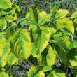 Cornus florida 'Rainbow': Bild 2/2