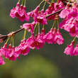 Prunus campanulata 'Felix Jury': Bild 2/2