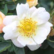 Rose 'Canary Bird'(xanthina spont.): Bild 2/4