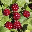 Rubus arcticus 'Beata' - Allackerbeere