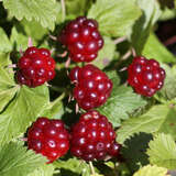 Rubus arcticus 'Beata' - Allackerbeere