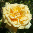 Rose 'Buff Beauty' (moschata): Bild 2/8