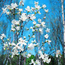 Baummagnolie - Magnolia kobus