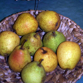 Pyrus com. 'Doppelte Phillipsbirne'