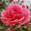 Rose 'Rosarium Uetersen': Bild 4/5