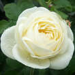 Rose 'Artemis': Bild 5/6