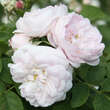 Rose 'Chloris': Bild 2/5
