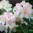Rhododendron Yakusimanum Hybr. - weiß: Bild 1/1