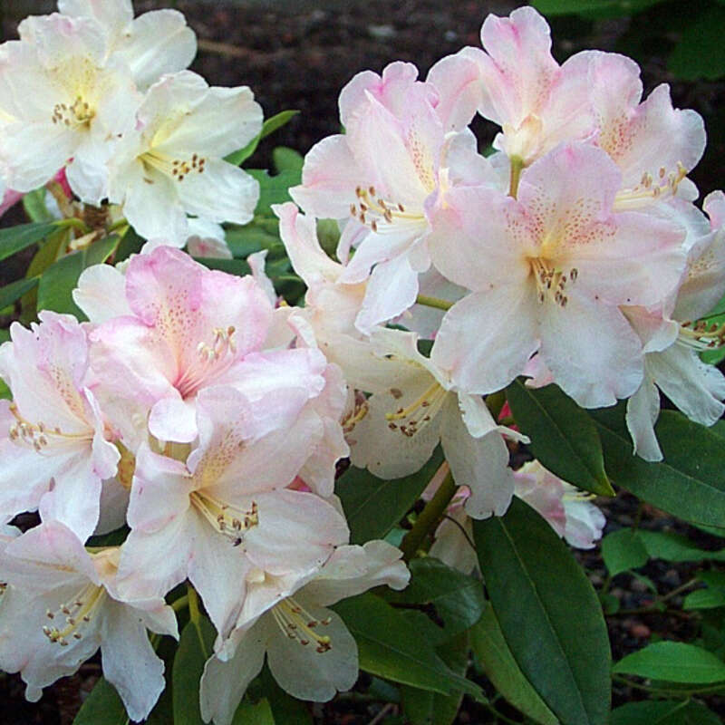 Berg-Rhododendron - Rhododendron Yakusimanum Hybr. - wei