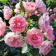 Rose 'Pink Grootendorst': Bild 5/7