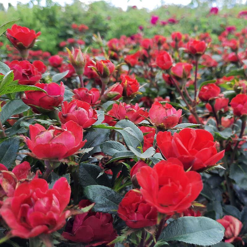 Zwergrose - Rose 'Zepeti' - rosa