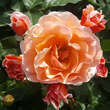 Rose 'Arabia': Bild 5/8