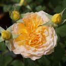 Rose 'Molineux' - Englische Beetrose