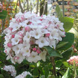 Viburnum burkwoodii 'Anne Russell' - Duftschneeball