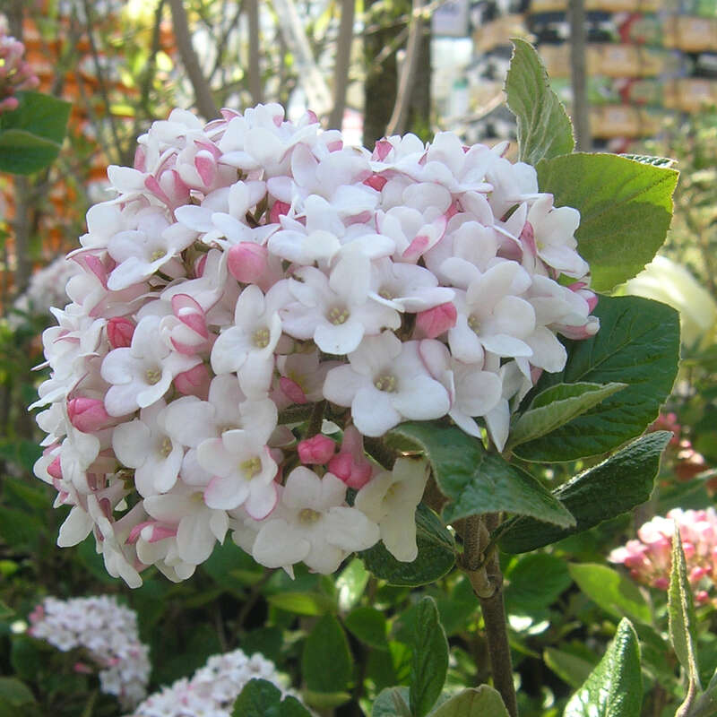 Duftschneeball Viburnum burkwoodii 'Anne Russell' weiß