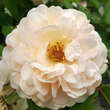 Rose 'Buff Beauty' (moschata): Bild 6/8