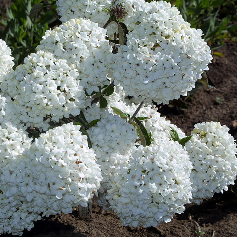 Wintergruner Duft Schneeball Viburnum Eskimo Weiss