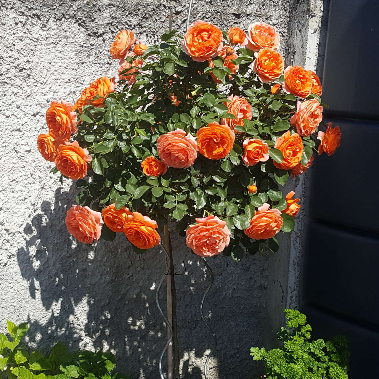 Beetrose - Rose 'Florianirose' - orange