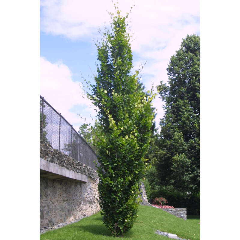 Sulenbuche - Fagus sylvatica 'Dawyck' ('Fastigiata') - grn