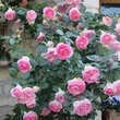 Rose 'Eden Rose': Bild 5/9